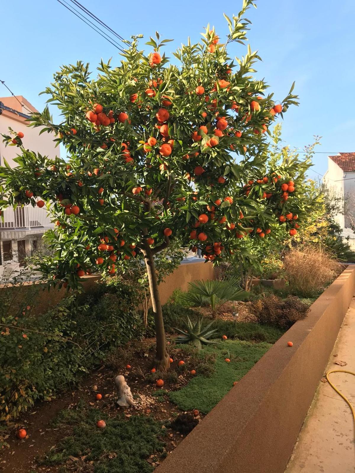 Villa Bozana Trogir Zewnętrze zdjęcie